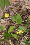 Downy yellow violet